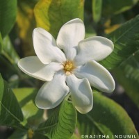 Gardenia fosbergii Tirveng.